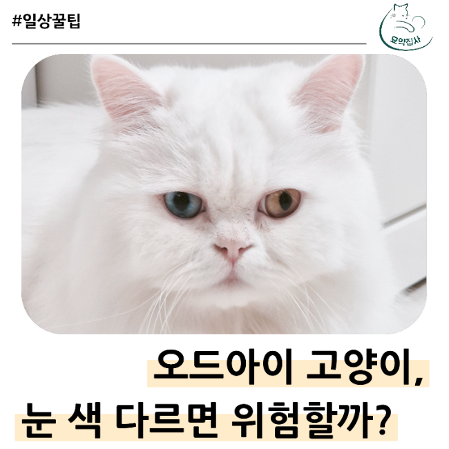 오드아이 고양이 특징, 난청과 관련 있을까?