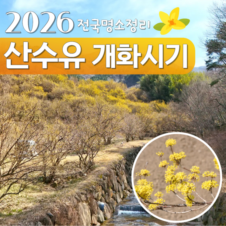  산수유 개화시기 2026 전국 명소 정리