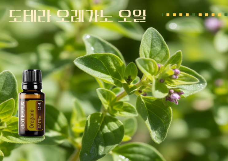  자연이 주는 항생제 도테라 오레가노 오일의 모든것