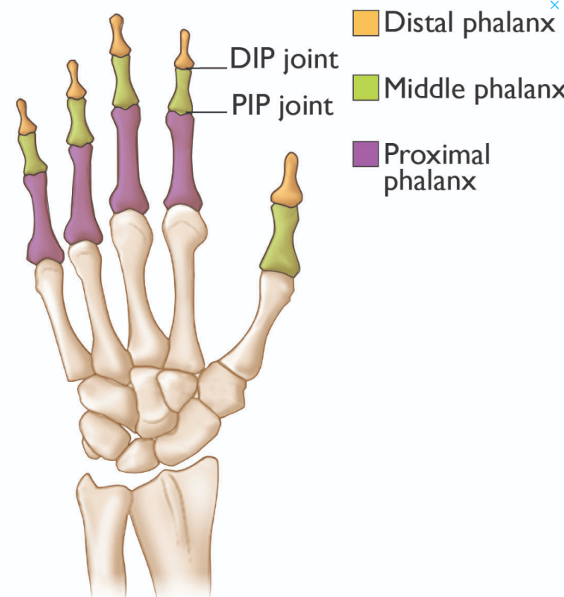 손가락 DIP PIP IP Fusion 차이 완벽 정리① (수술실 간호사 필수 지식) : 네이버 블로그