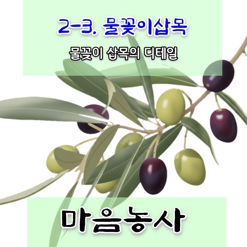 올리브나무 삽목을 중심으로 풀어가는 삽목 이야기 : 2-3 / 물꽂이 삽목