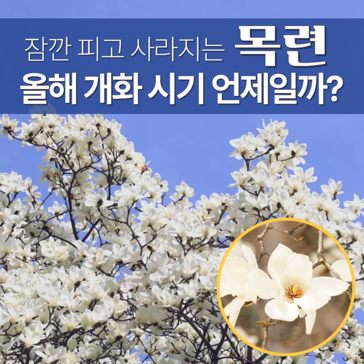  목련 개화시기 기간 지역별 정리