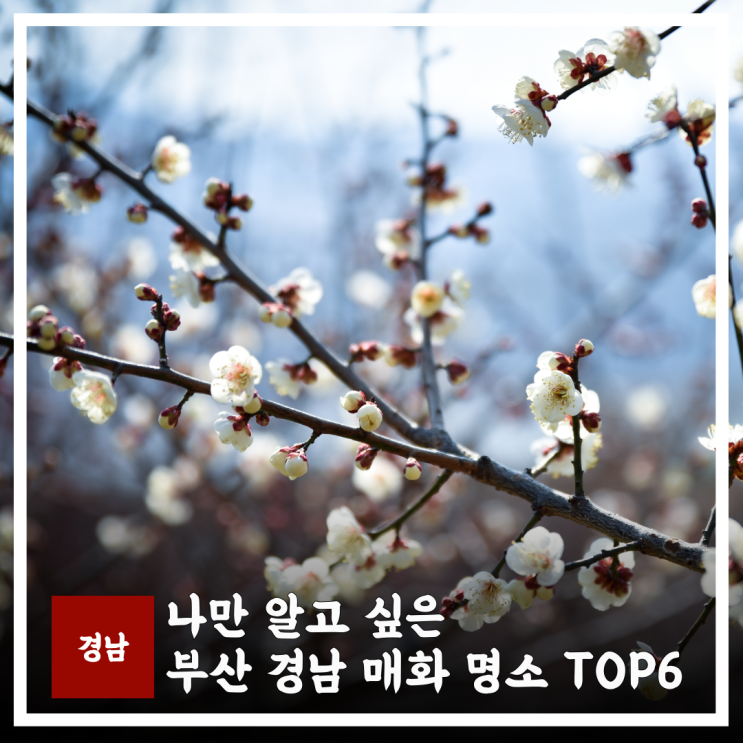  2026 부산 경남 매화 명소 TOP 6 축제 주차 팁 총정리