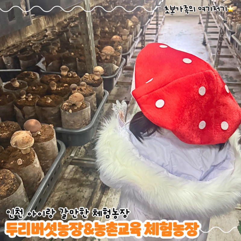 인천 계양 아이랑 가기 좋은 체험장 _ 두리버섯농장&농촌교육,체험농장(버섯따기,피자만들기....