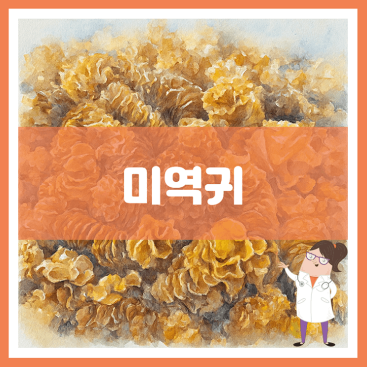  미역귀 효능 영양성분 부작용