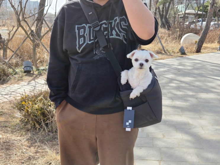  강아지 이동가방 추천 슬링백은 일로 iLLO 쥬시백