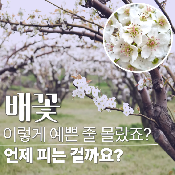  배꽃 피는 시기 꽃말 배나무 꽃