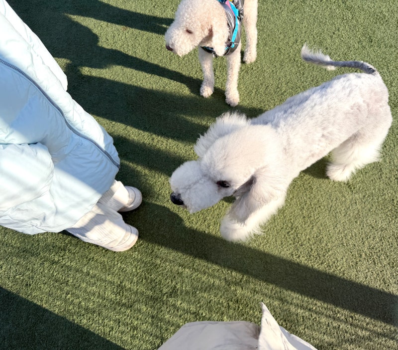 카페 독스타