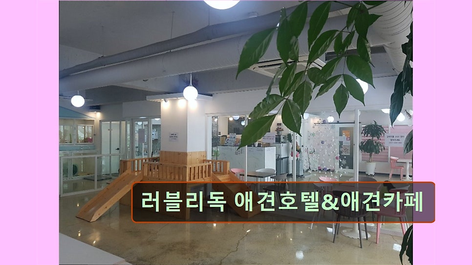 러블리독 사진 5