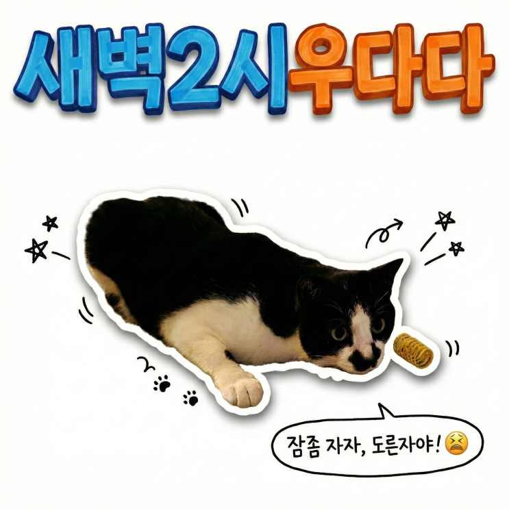  새벽2시 층간소음 고양이 새벽 우다다에 대처하는 집사의 자세, 저좀 살려주세요