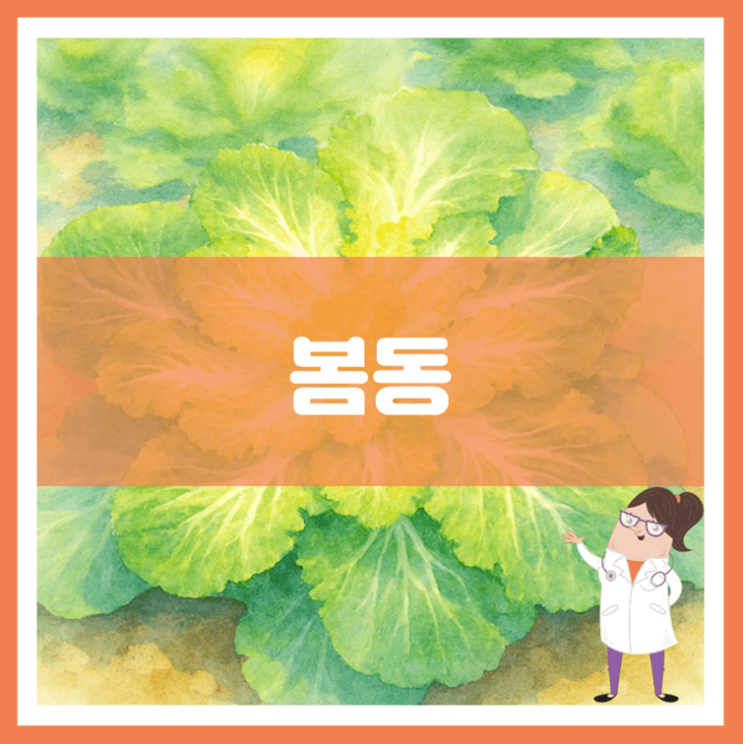  봄동 효능 부작용 고르는 방법