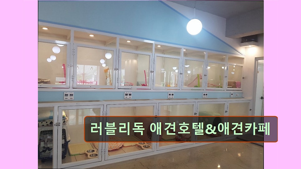 러블리독 사진 3