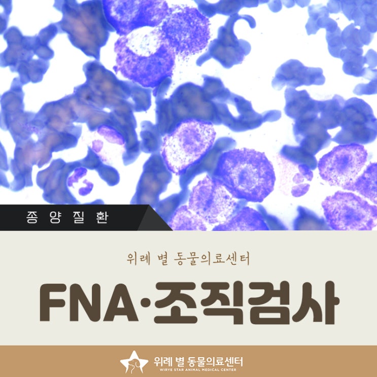  강아지 고양이 FNA검사 및 조직검사 차이_위례 별 동물병원