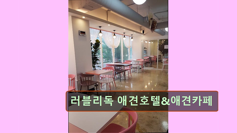 러블리독 사진 4