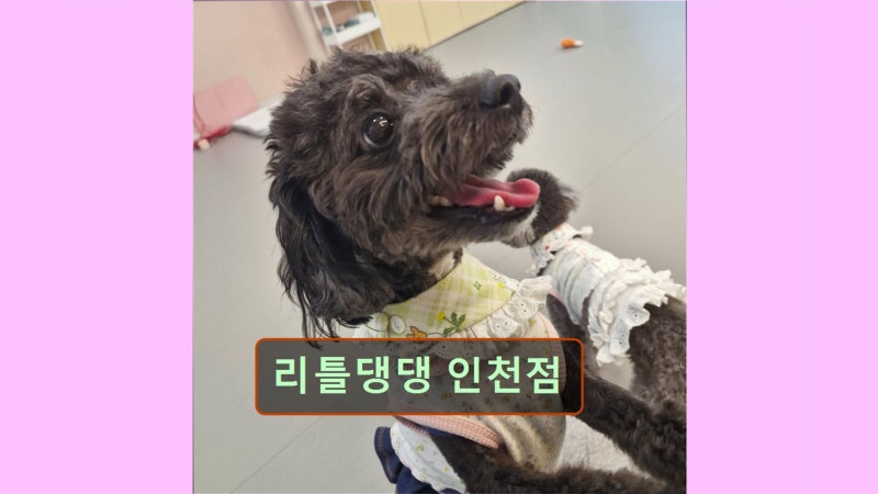 리틀댕댕 인천점