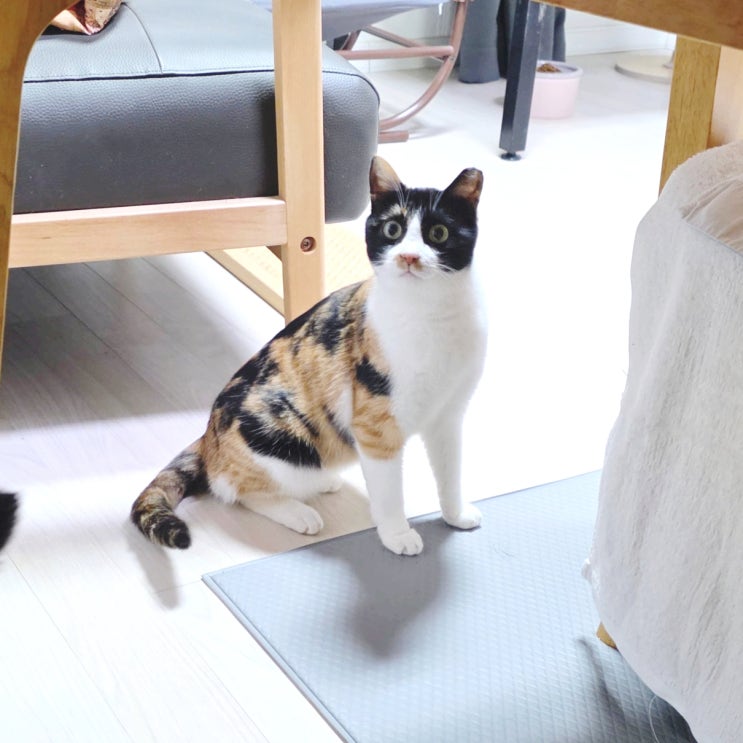  길고양이 토토랑 친해지기 임시보호 집에서 씩씩하게 지내요