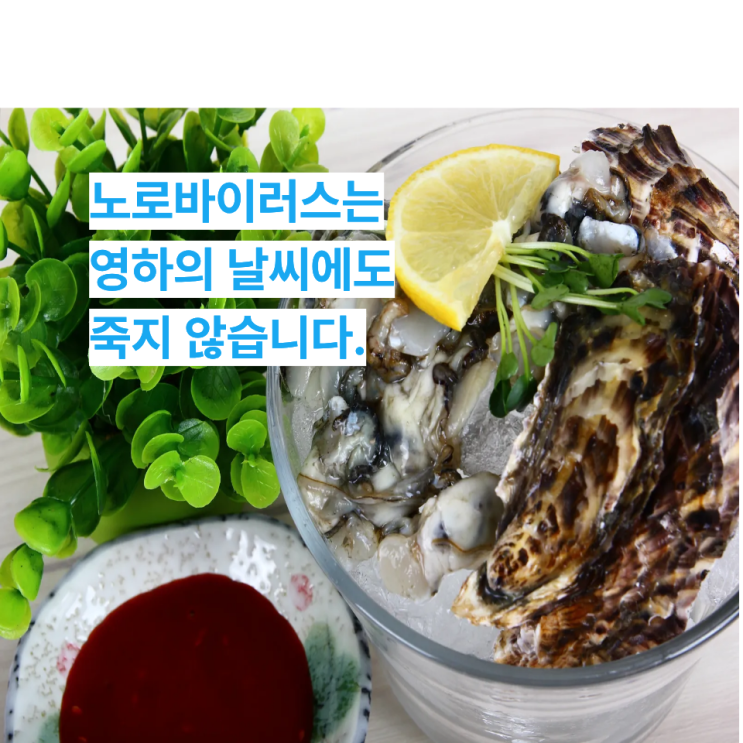  생굴 먹고 복통 설사? 노로바이러스 증상과 치료법