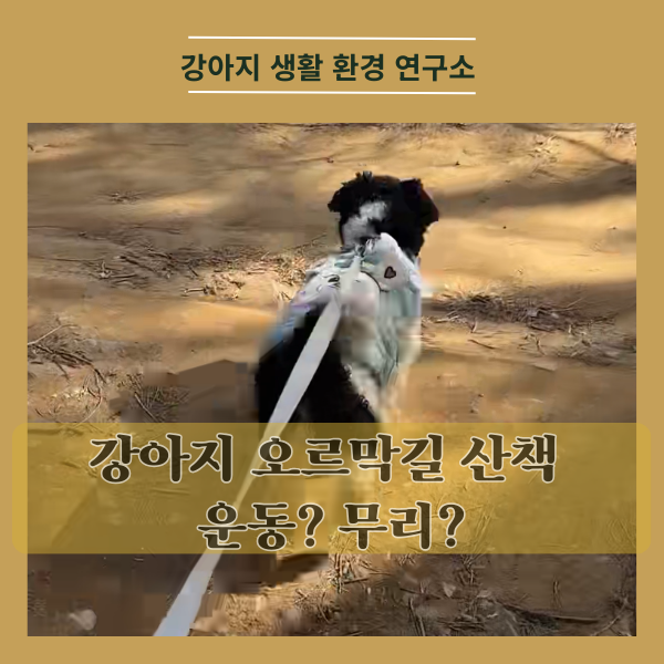  강아지 산책, 오르막길이 운동일까 무리일까? (관절 건강의 한 끗 차이)
