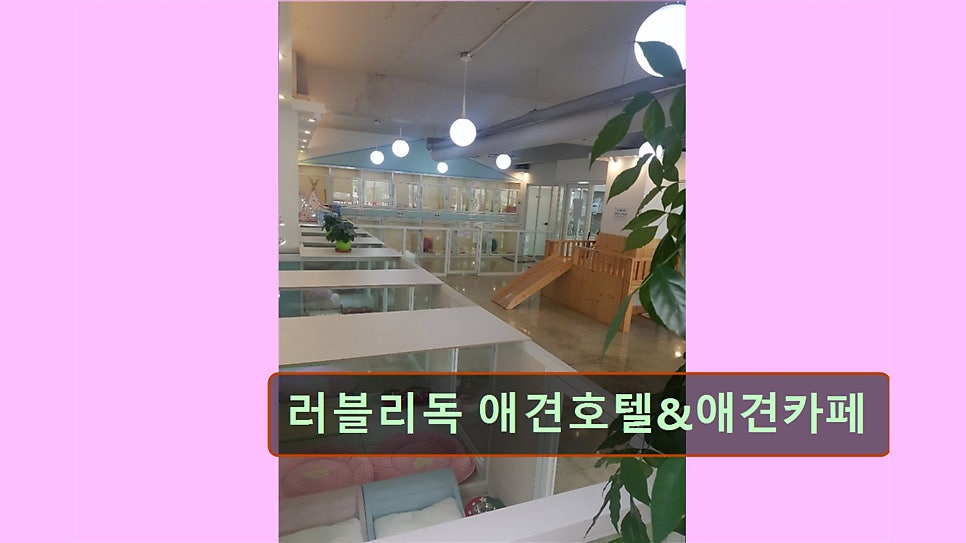 러블리독 사진 1