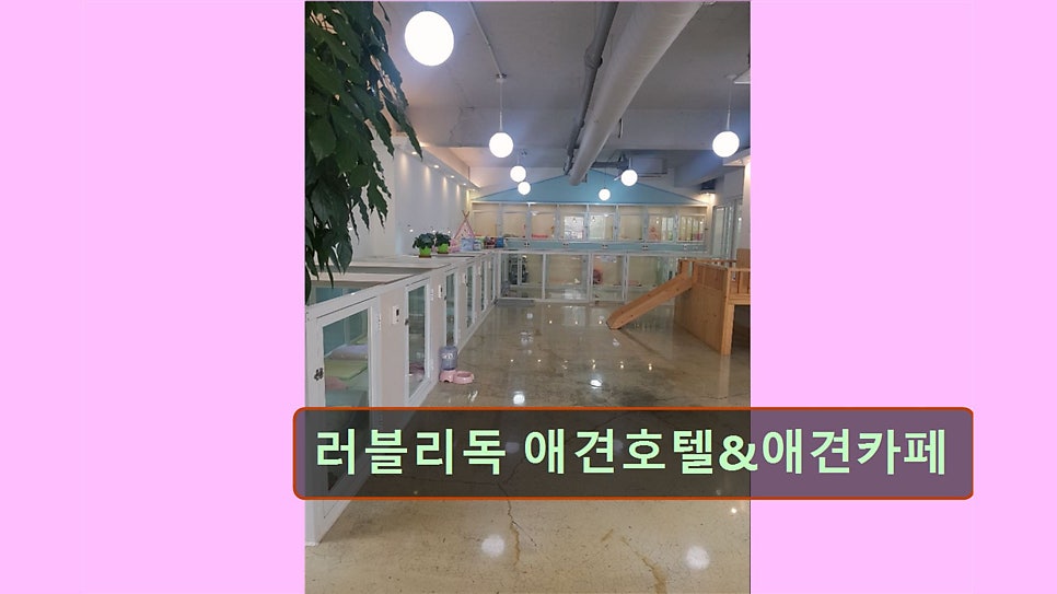 러블리독 사진 2