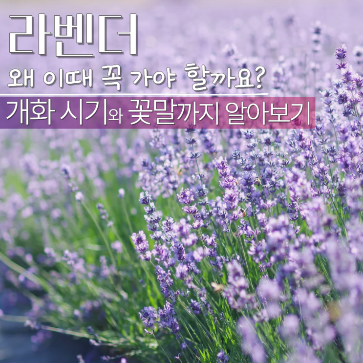  라벤더 개화시기 피는 시기 꽃말 계절