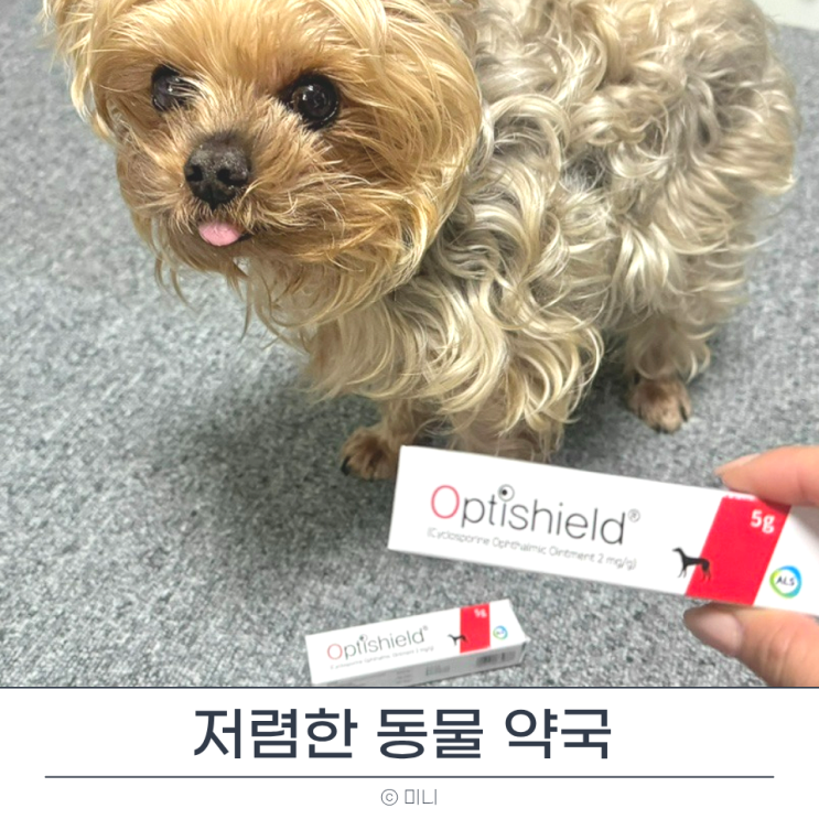  넥스가드 스펙트라 서울 동물약국 후기