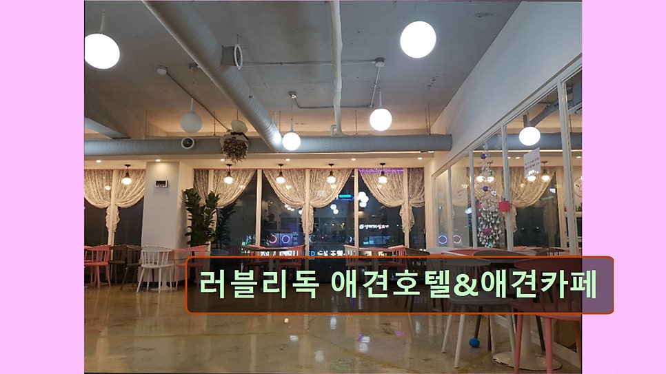 러블리독 사진 6