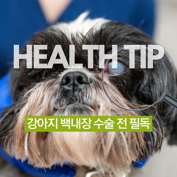  눈이 뿌옇다면.. 강아지 백내장 수술 전 '이것' 꼭 알아야