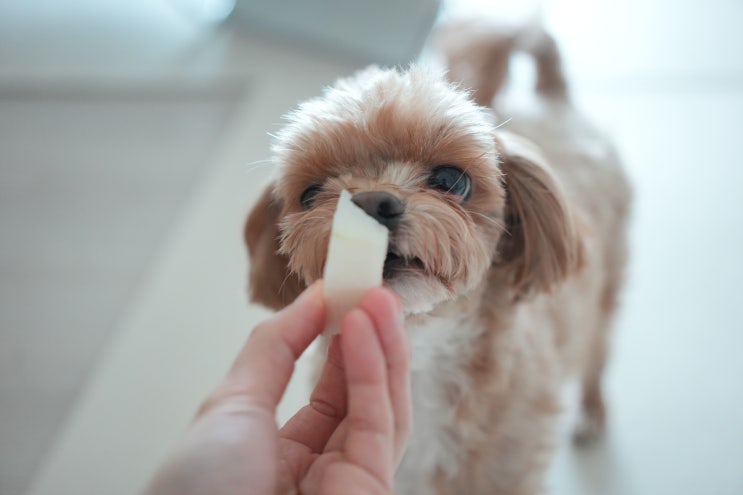  고양이 강아지 참외 먹을 수 있나요?