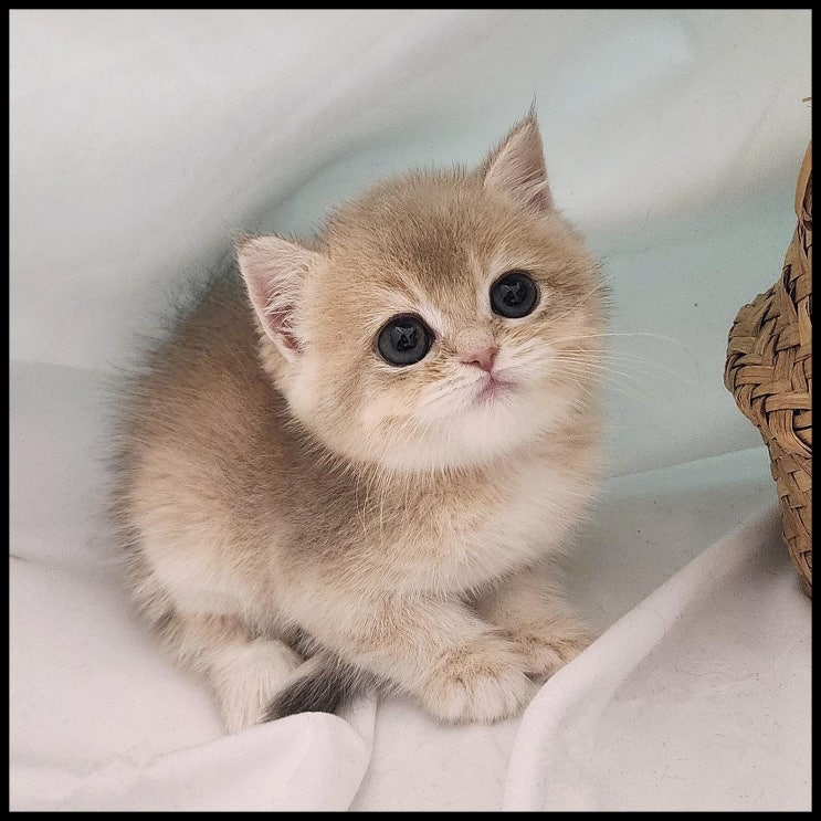  강아지 위탁 관리의 모든 것, 믿을 수 있는 선택을 위한 가이드