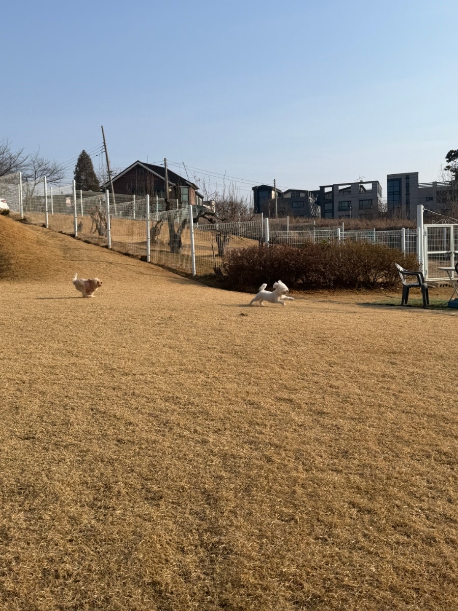 제이독 사진 6