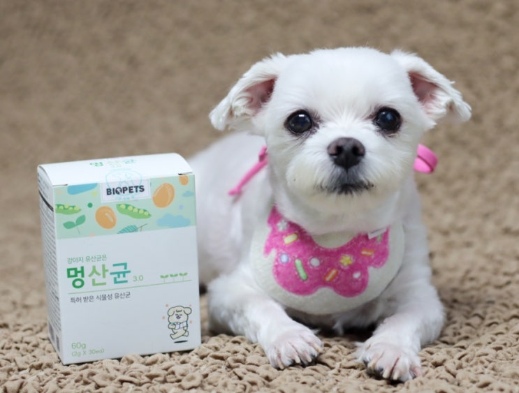  강아지 유산균 추천으로 변비 케어하기