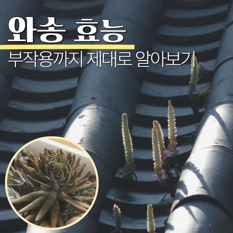  와송 효능 효과 부작용 먹는법