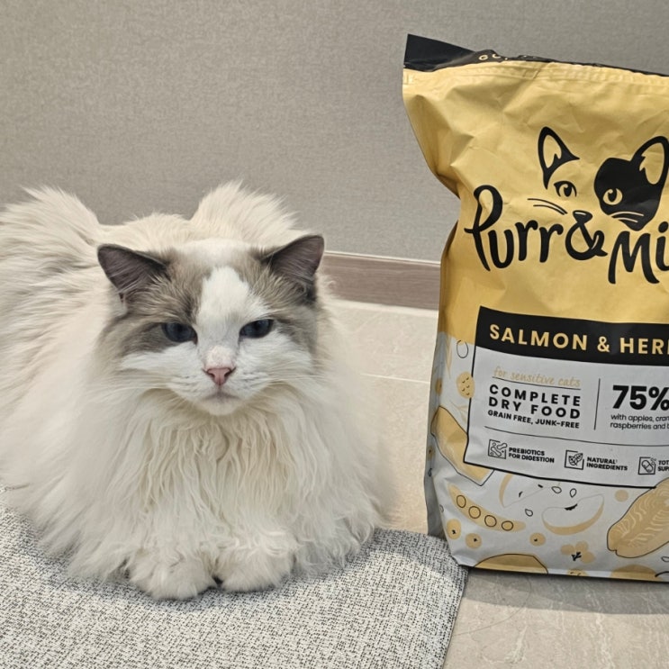  고양이 종류 렉돌 왕커서 왕귀여운 랙돌고양이 반전 매력