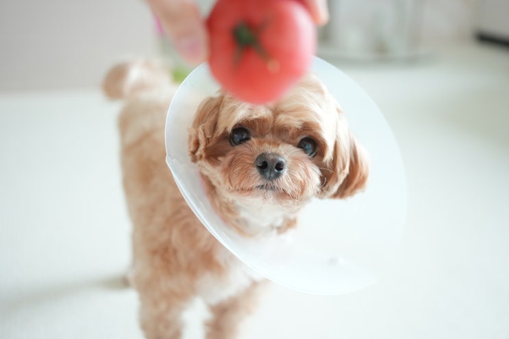  고양이 강아지 토마토 방울토마토 이렇게 급여하면 독!