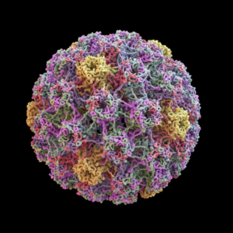 연애 중이라면 꼭 알아야 할 HPV 바이러스, 남자에게도 예외 없어요