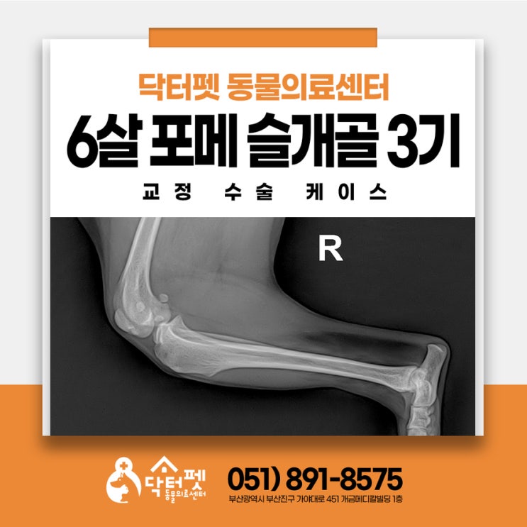  소파에서 뛰어내리더니 6살 포메라니안 슬개골 탈구 3기 교정