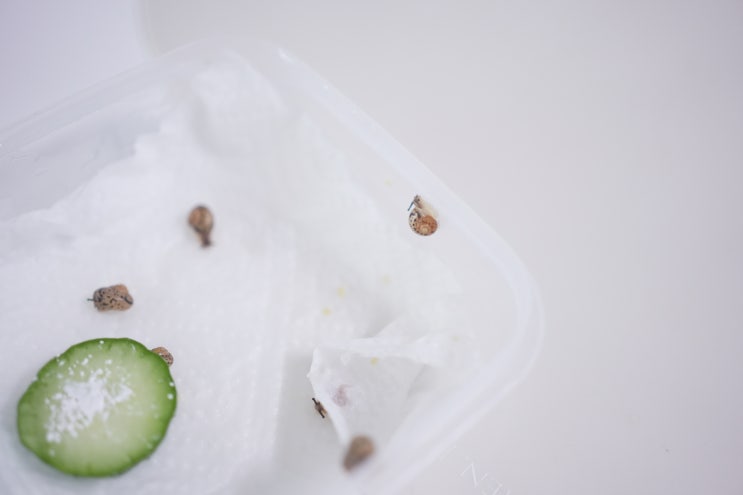  명주 달팽이 키우기, 새끼 달팽이 먹이 사료 껍질 관리