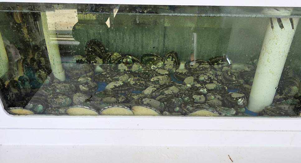 세종산삼도가 사진 5
