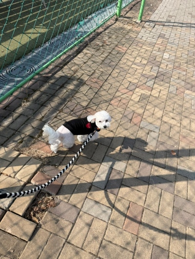 댕댕존 애견유치원