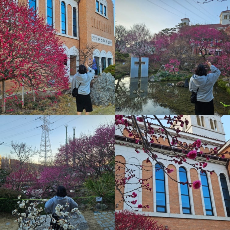  3월 봄꽃구경 가볼만한곳 순천 홍매화명소 추천 순천복음교회