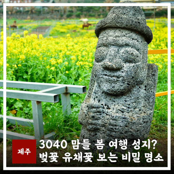  제주 봄여행 시기 알고 가시는 거죠? 3040맘들이 벚꽃 유채꽃 같이 보는 비밀 명소