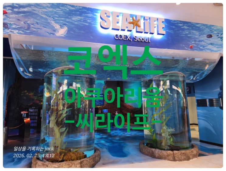  서울 코엑스 씨라이프 아쿠아리움 후기｜할인 예매부터 인어공연 시간까지 한 번에 정리