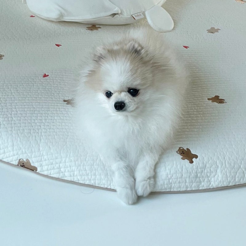 강아지 심부전 말기 관리와 현실, 수명은?