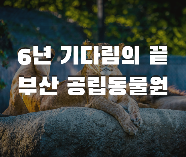  6년 소송 끝… 부산 동물원 재개장 일정 총정리 (2026년 4월 15일 운영권 인수, 2027년 완전 개장)