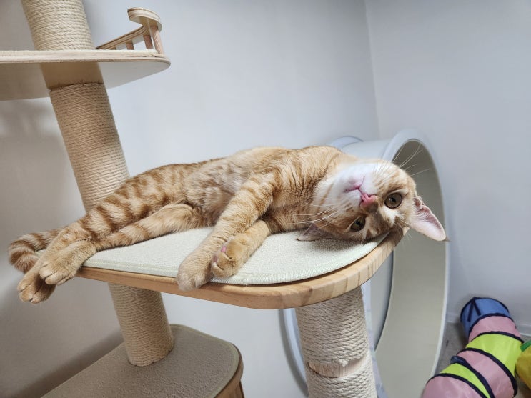  고양이 수염 행운 자르면 큰일날까? 역할과 빠짐 대처법