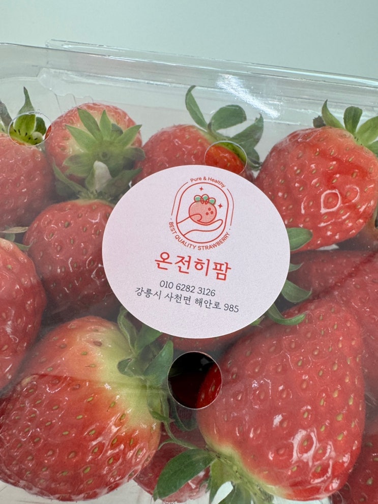  [강릉] 강릉 사천 온전히팜 딸기 따러 가요!