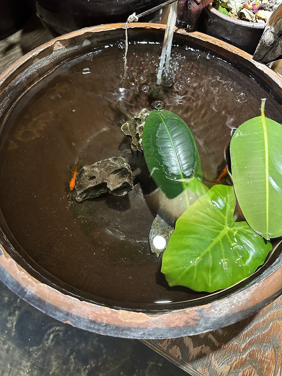 한방서울왕족발 사진 2