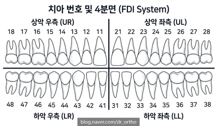  치아번호 치아구별 - 정확히 어떤 치아인지 말하는 방법! 치아 이름 (이빨 번호)