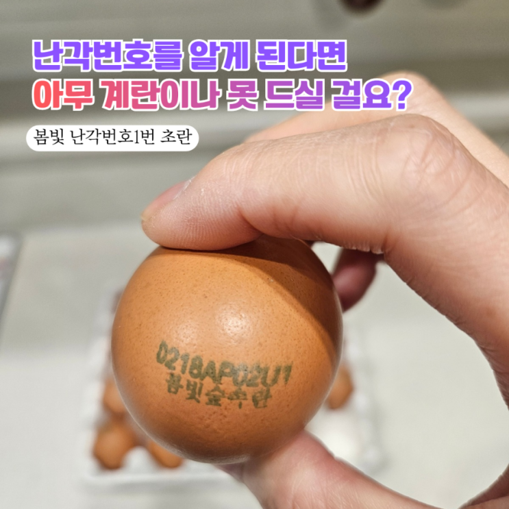  요즘 난리난 봄동비빔밥에 초란이 올라가면? 봄빛 난각번호1번 초란, 국내최대방사장 유정란 클라쓰 